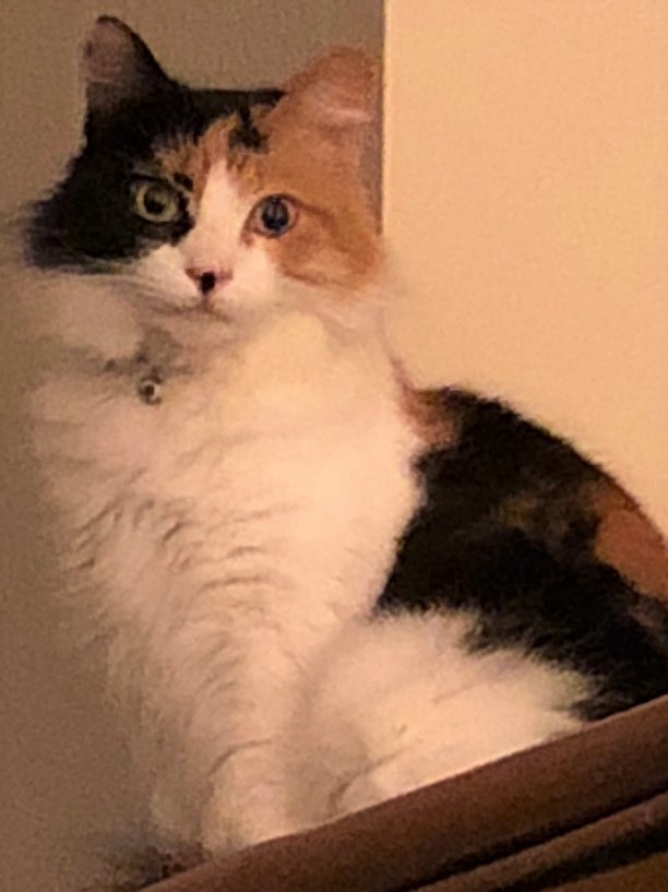 Image of Sheila, Lost Cat