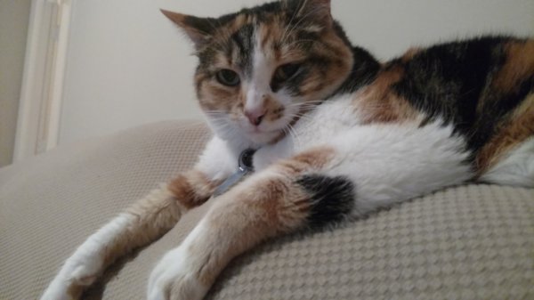 Image of Miss kitty, Lost Cat