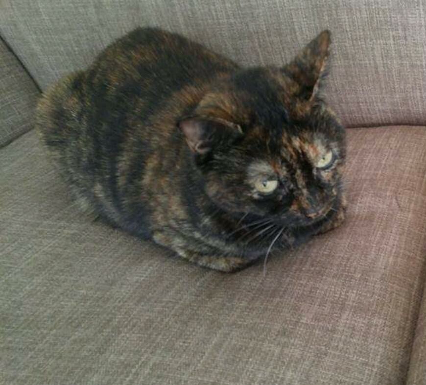 Image of Libbie, Lost Cat