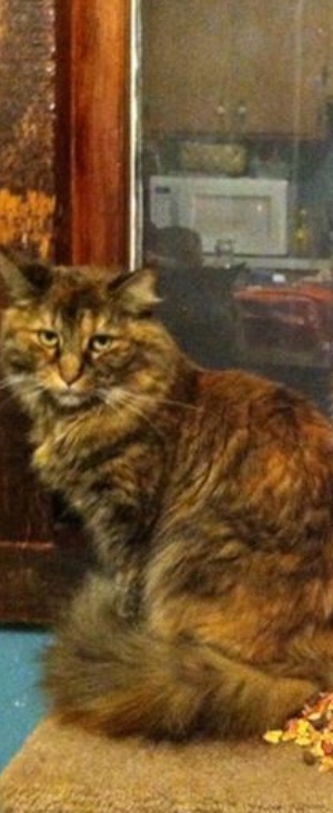 Image of Addison/Addi, Lost Cat