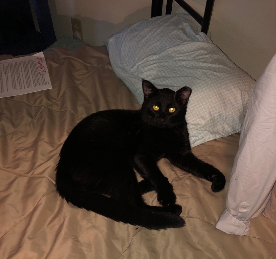 Image of Mr. Midnight, Lost Cat