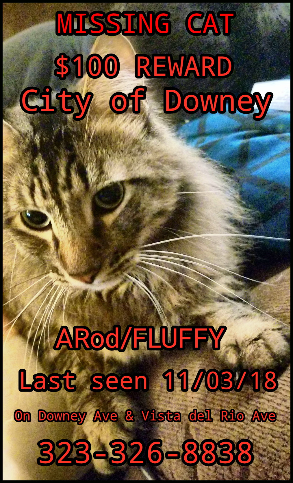 Image of ARod/Fluffy, Lost Cat