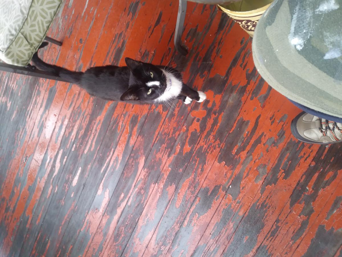 Found Cat Unknown in SCRANTON, PA Lost My Kitty