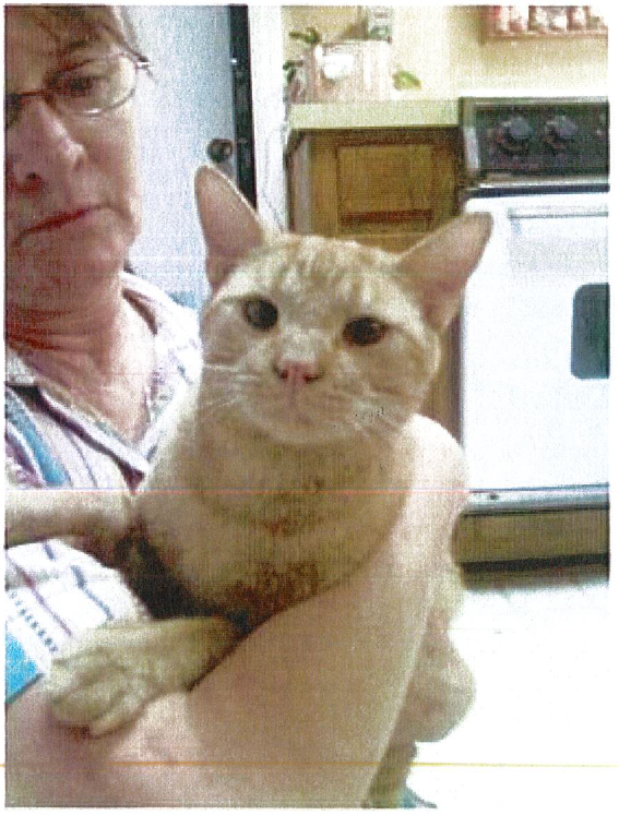 Image of Topper, Found Cat