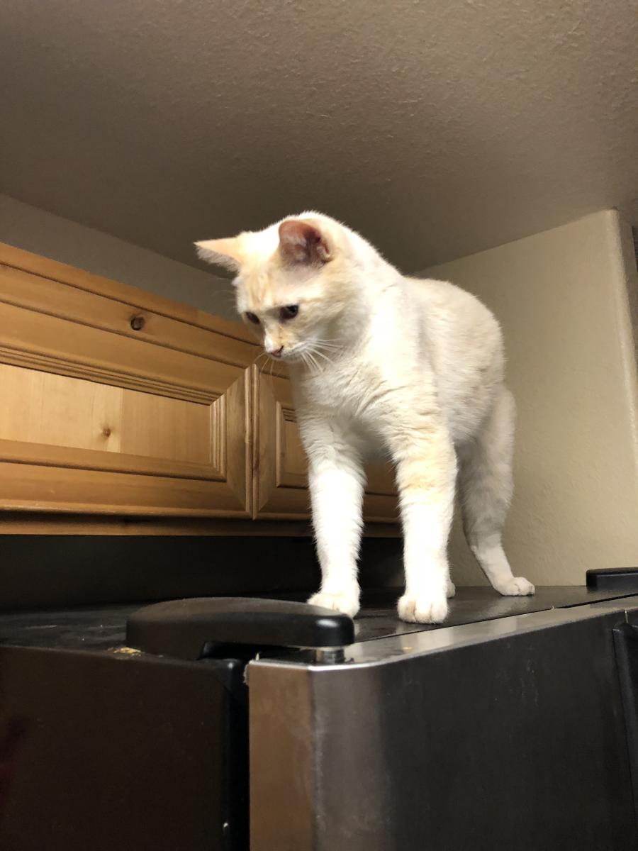 Image of Pants, Lost Cat