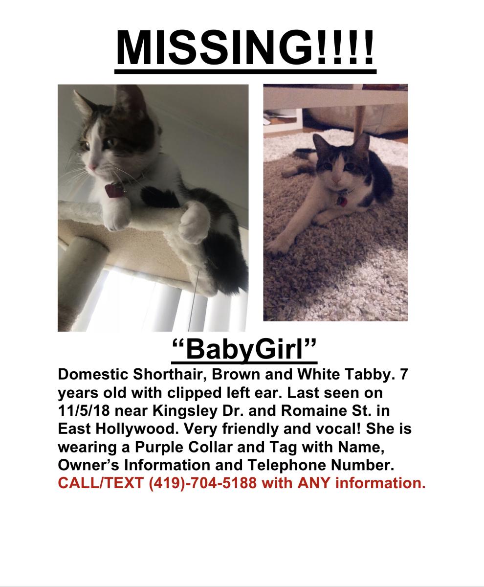 Image of BabyGirl, Lost Cat