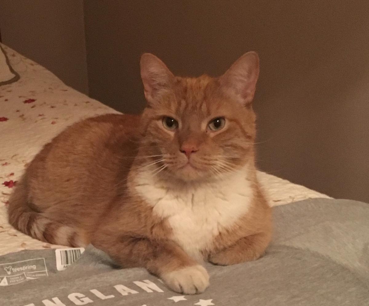 Image of Mr. Peach, Lost Cat