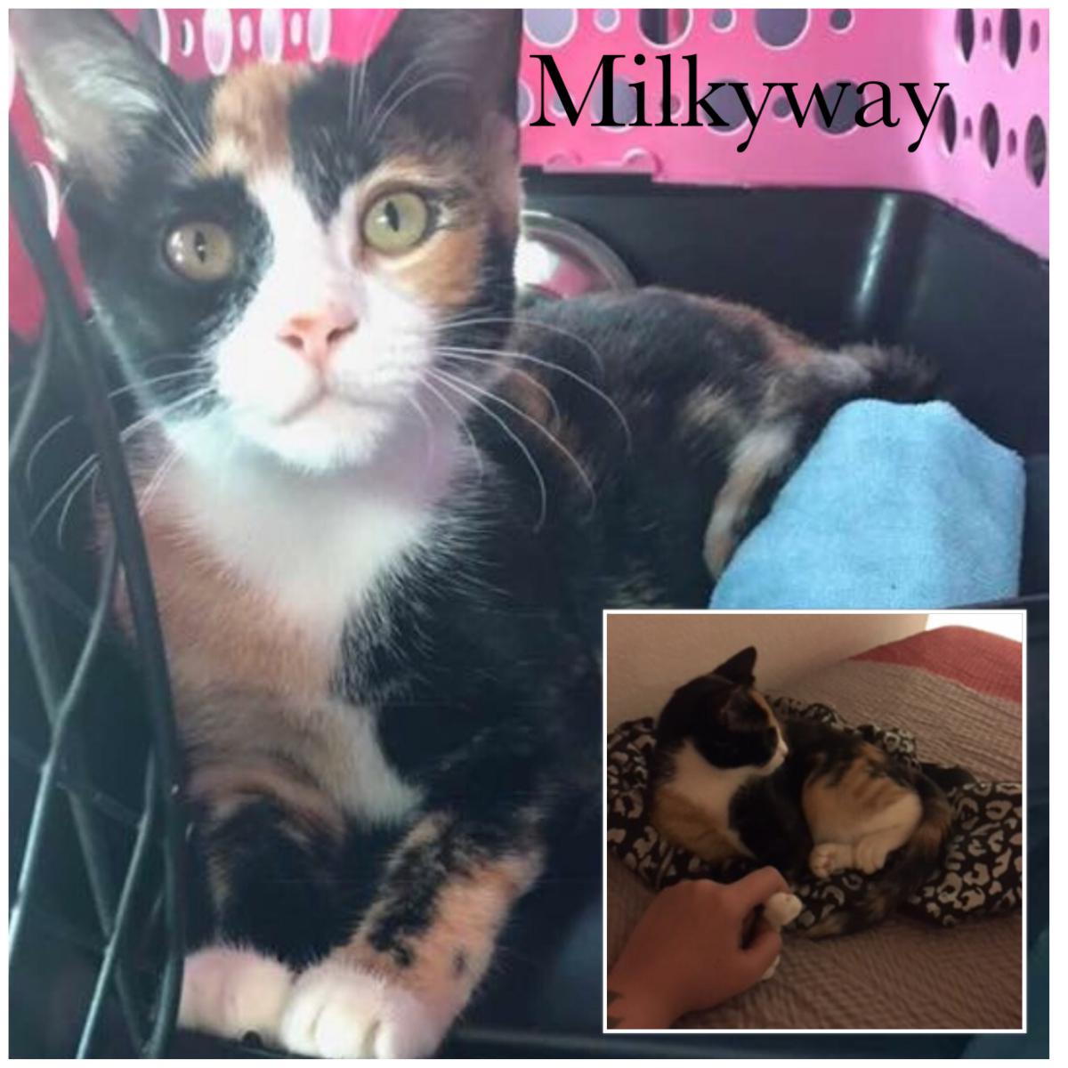 Image of Milkyway, Lost Cat