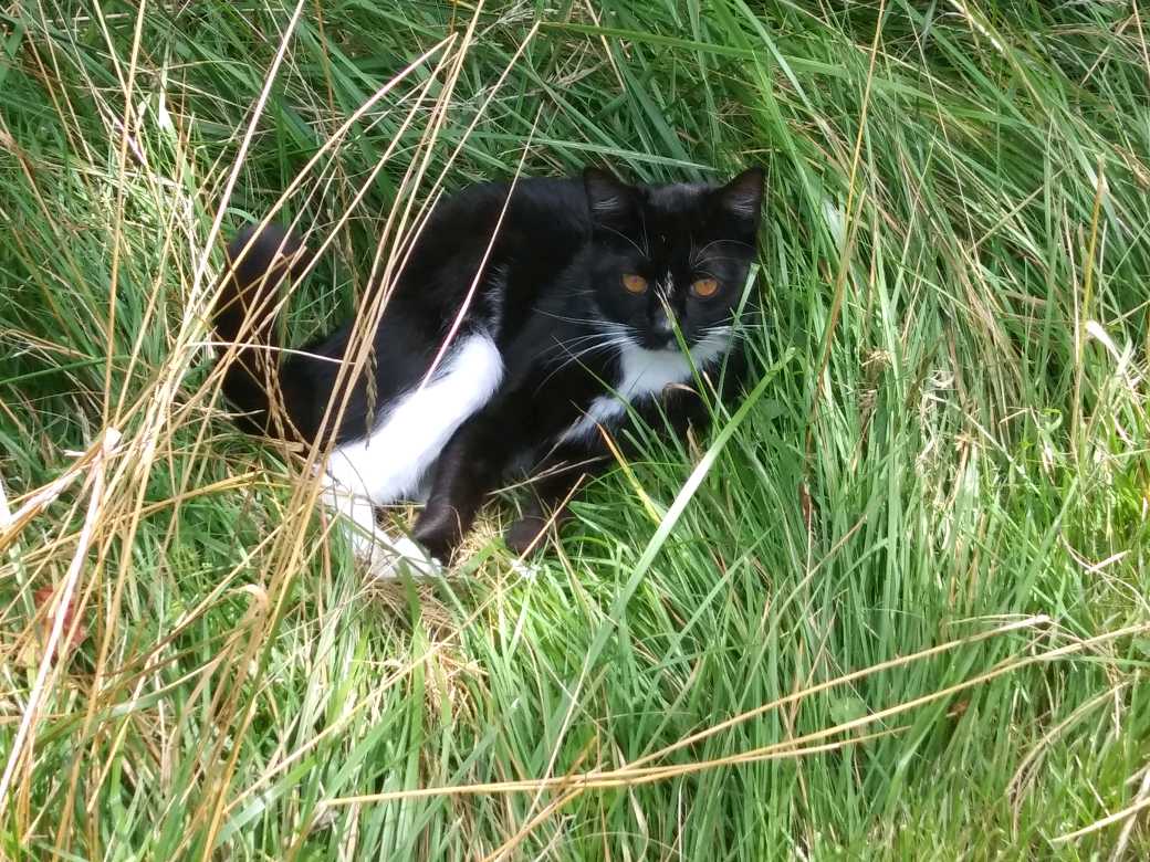 Image of Morrisette, Lost Cat