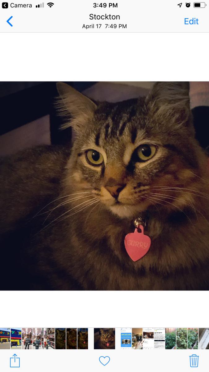 Image of Curry, Lost Cat