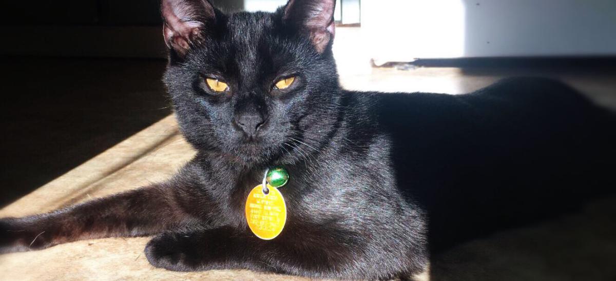 Image of Bruce Banner, Lost Cat