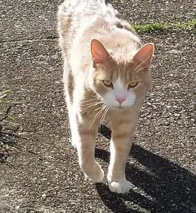 Image of Orange Tabby, Found Cat