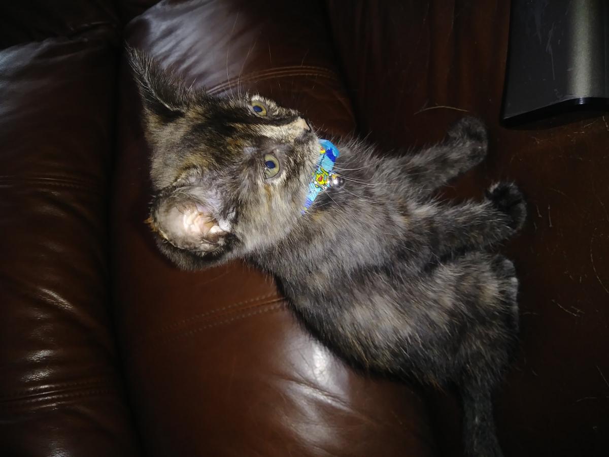 Image of Carley, Lost Cat