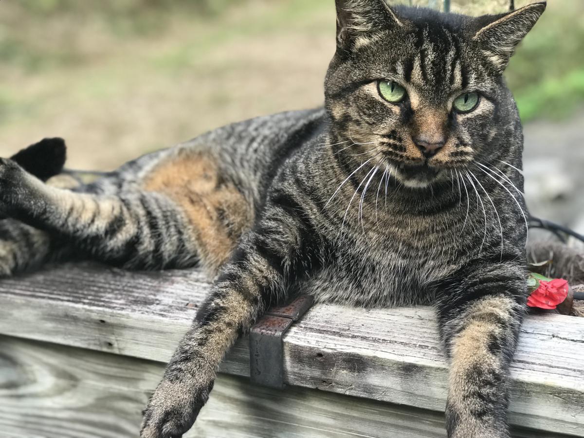 Image of Scoot, Lost Cat