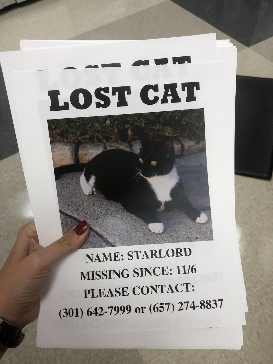 Image of Starlord, Lost Cat
