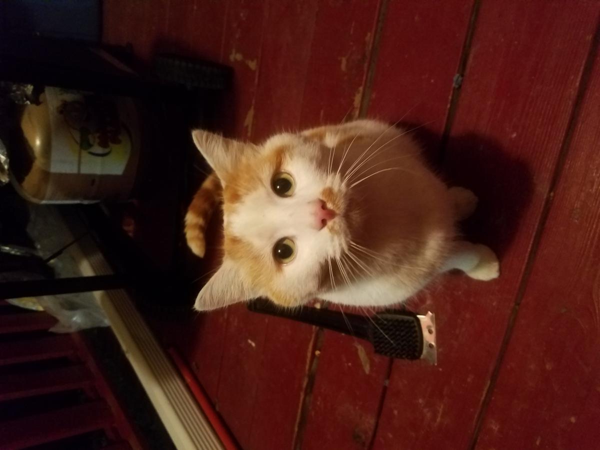 Image of Orange kitty, Lost Cat