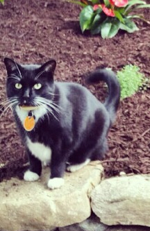 Image of Cameron, Lost Cat