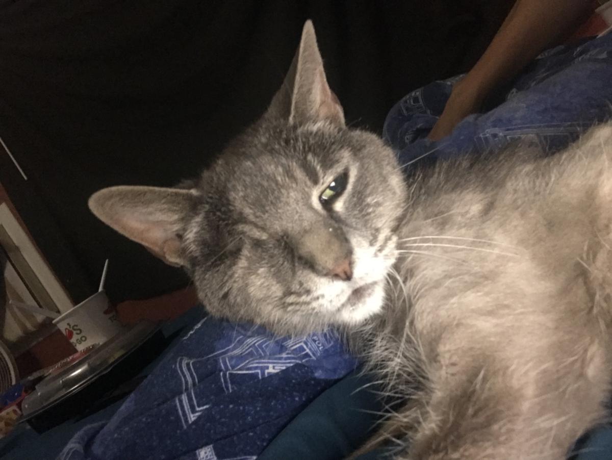Image of Dusty, Lost Cat