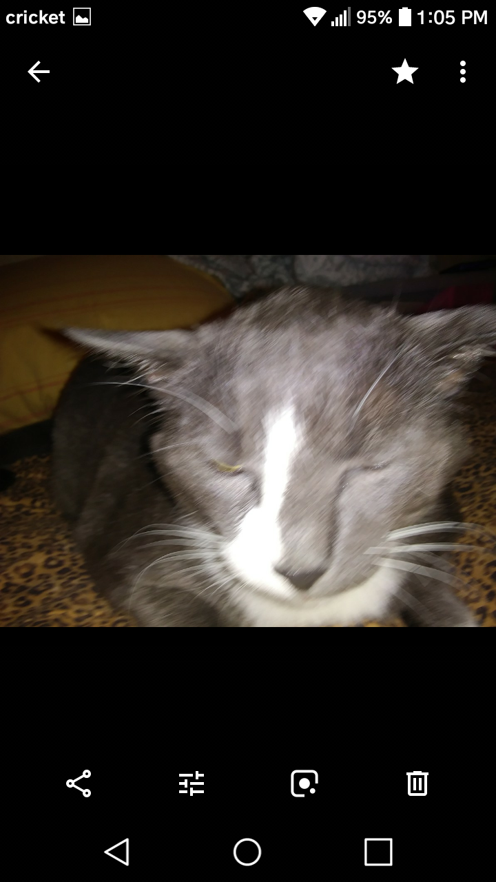 Image of Moo Moo, Lost Cat