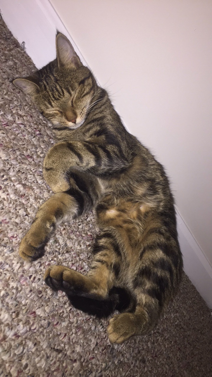 Image of cleo, Lost Cat