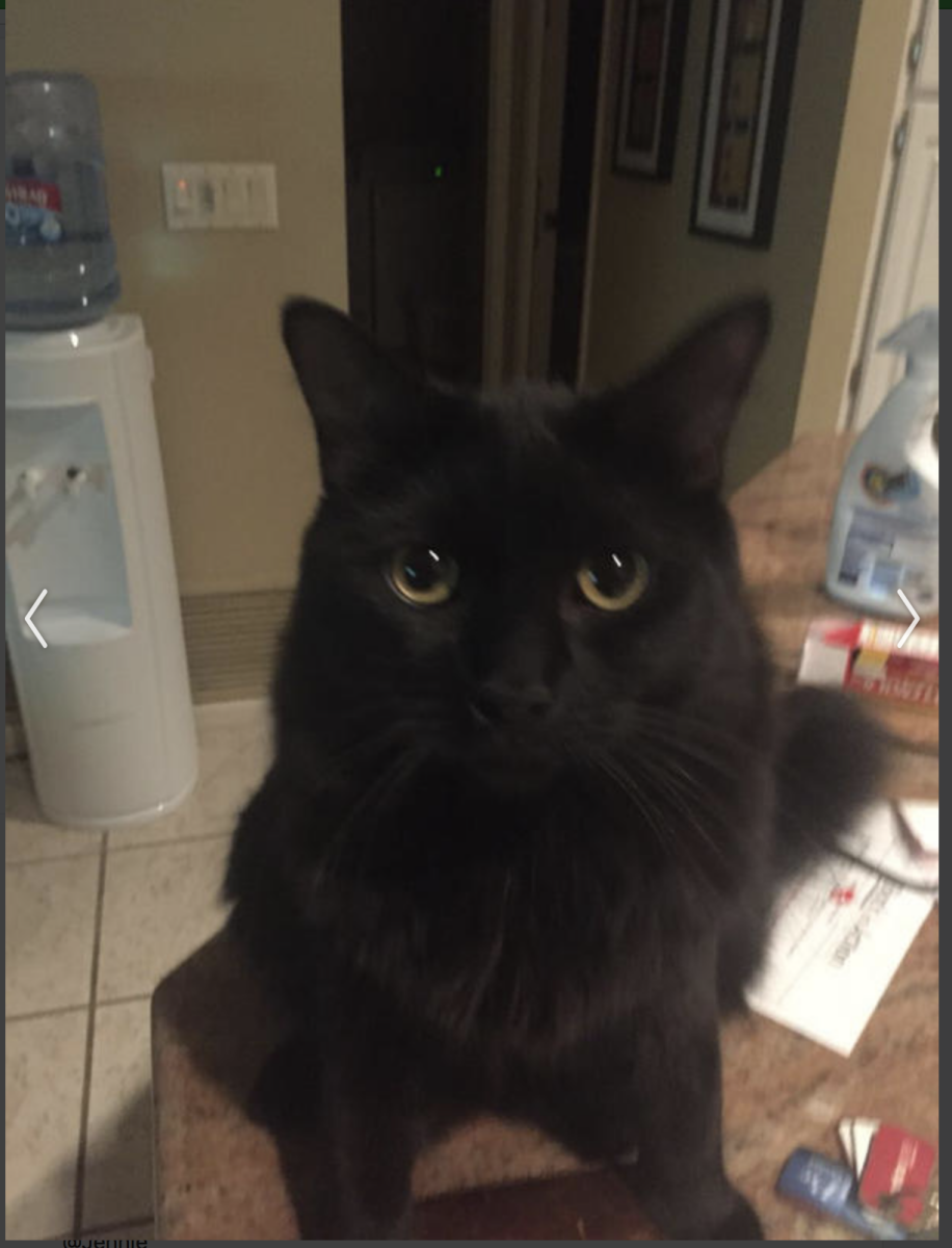 Image of Stanley, Lost Cat