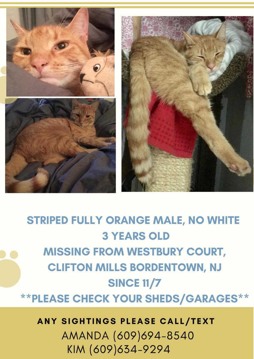 Image of Stinkers, Lost Cat