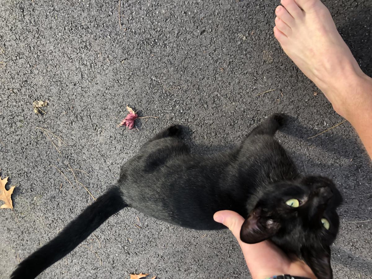Image of young black cat, Found Cat