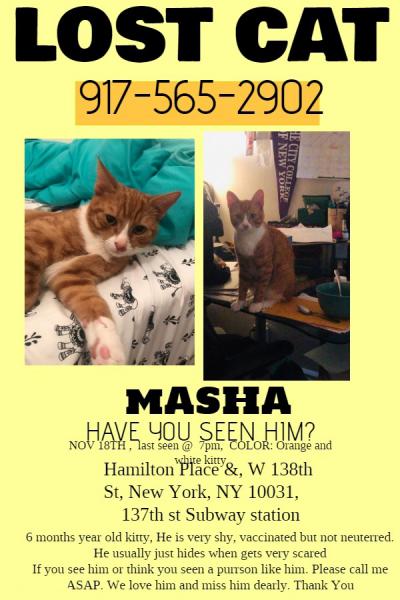 Image of Masha, Lost Cat