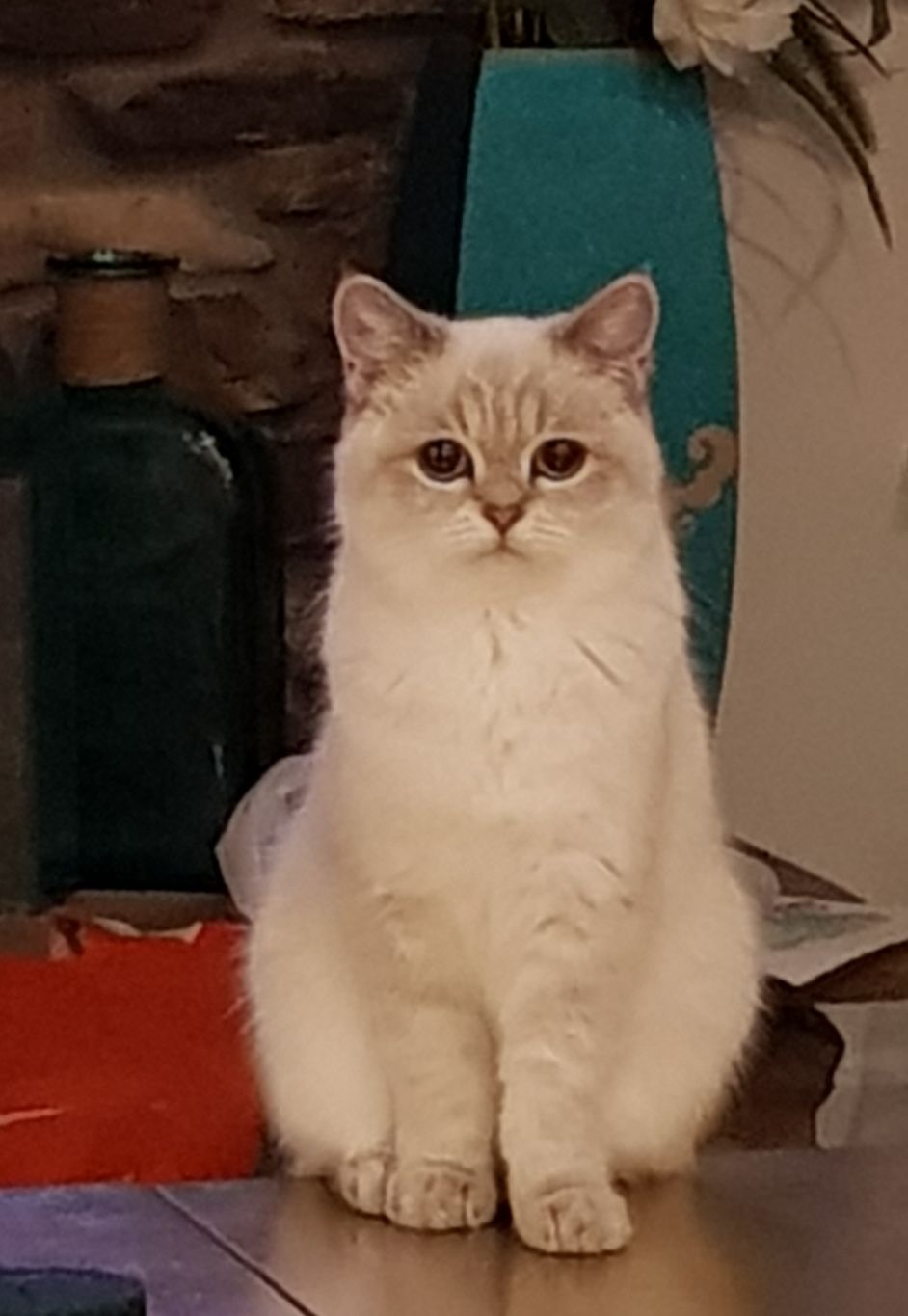 Image of Doris, Lost Cat