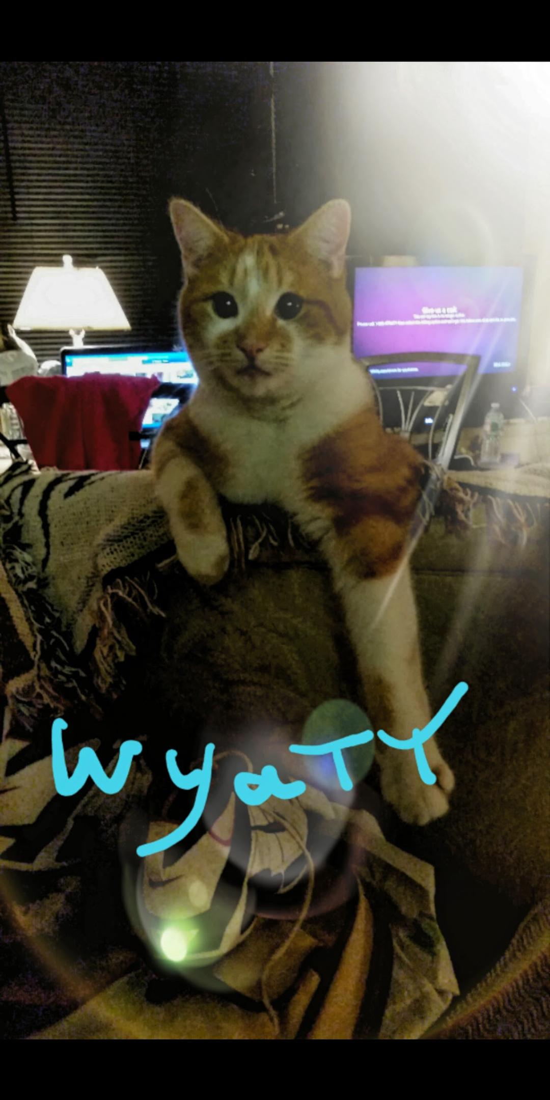 Image of Wyatt, Lost Cat
