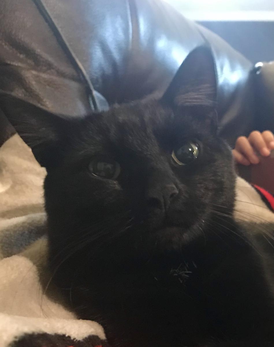 Image of Vader, Lost Cat
