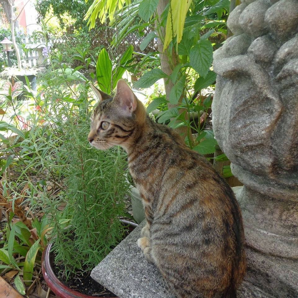 Image of Nancy, Lost Cat