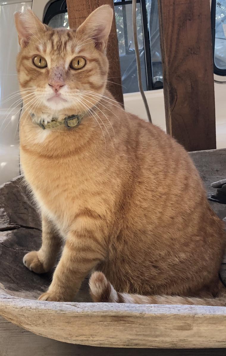 Image of Marcus, Lost Cat