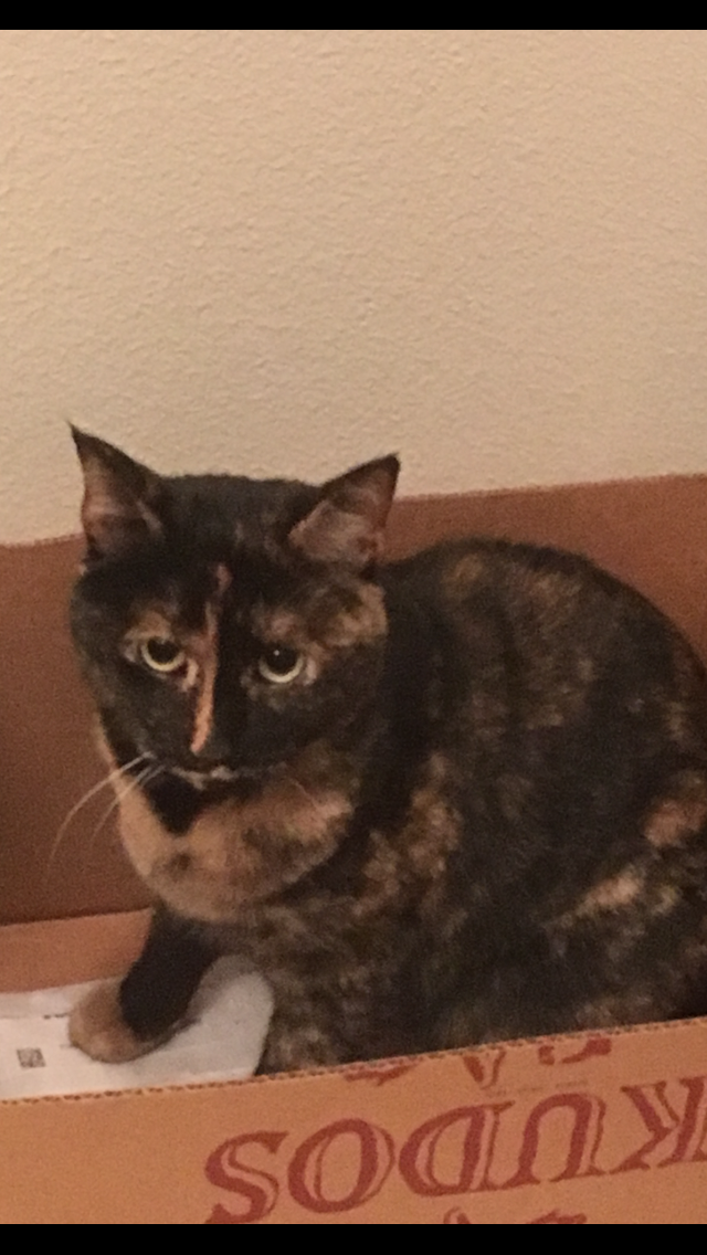 Image of Dizzie, Lost Cat