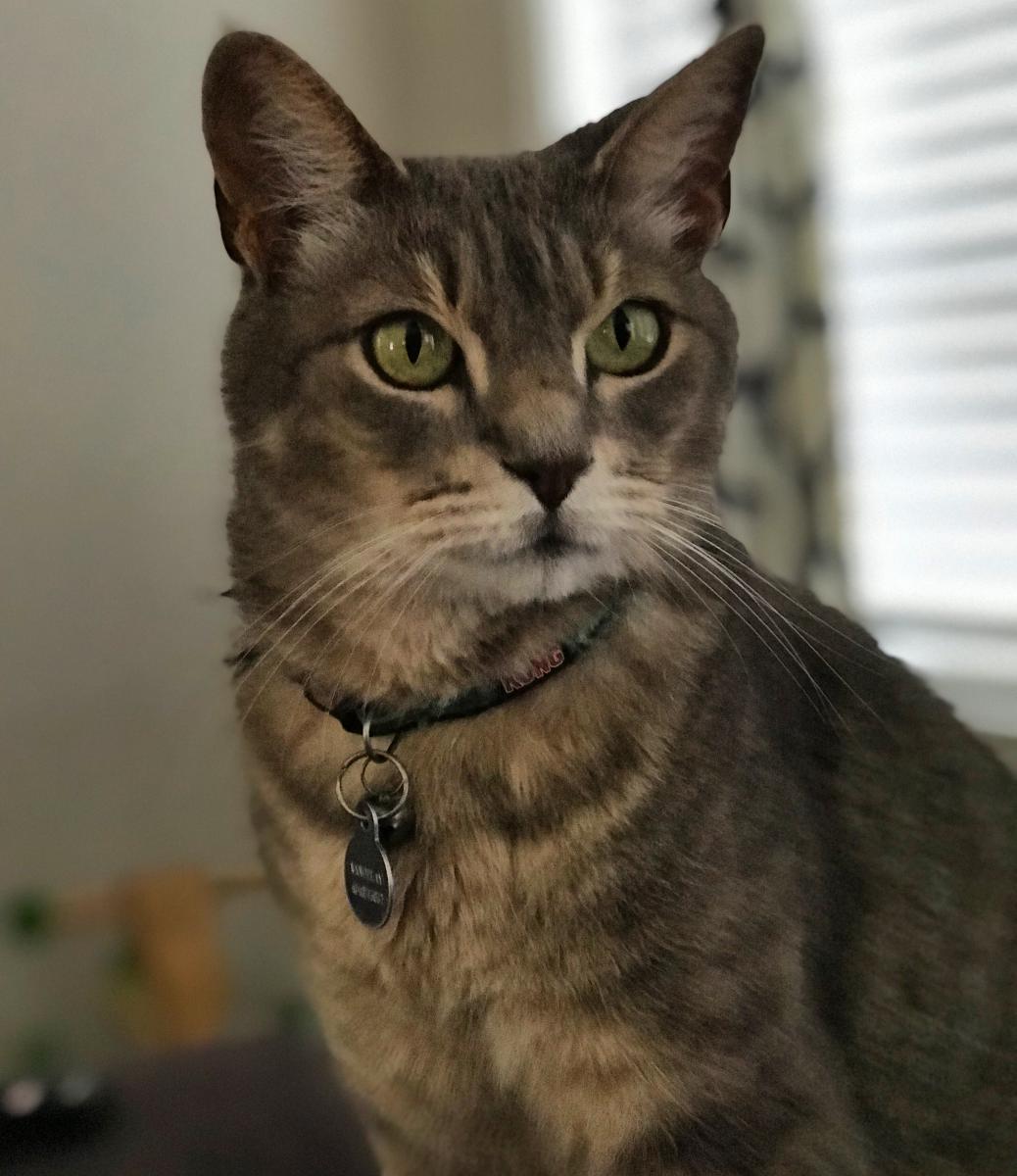 Image of Vandy Scooby Kitty, Lost Cat