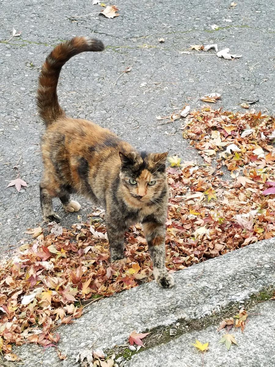 Image of Fiona, Lost Cat
