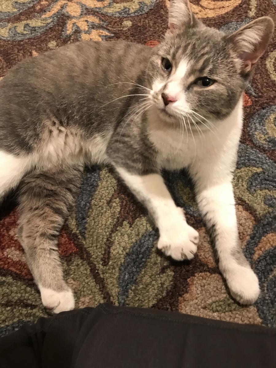 Image of No name, Found Cat