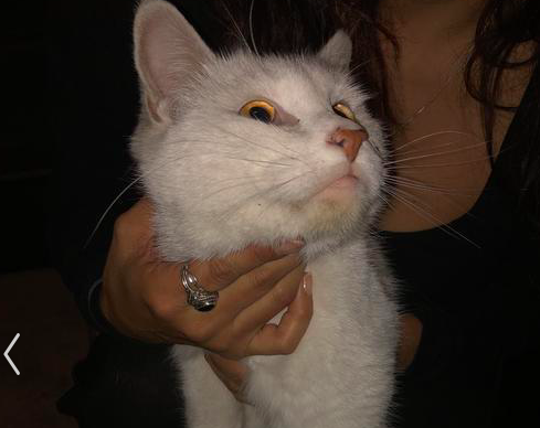 Image of White female cat, Found Cat