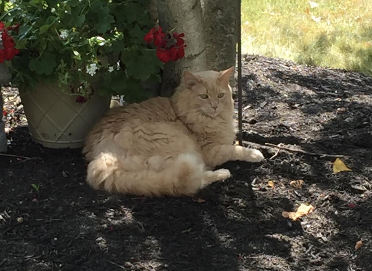 Image of Gilbert, Lost Cat