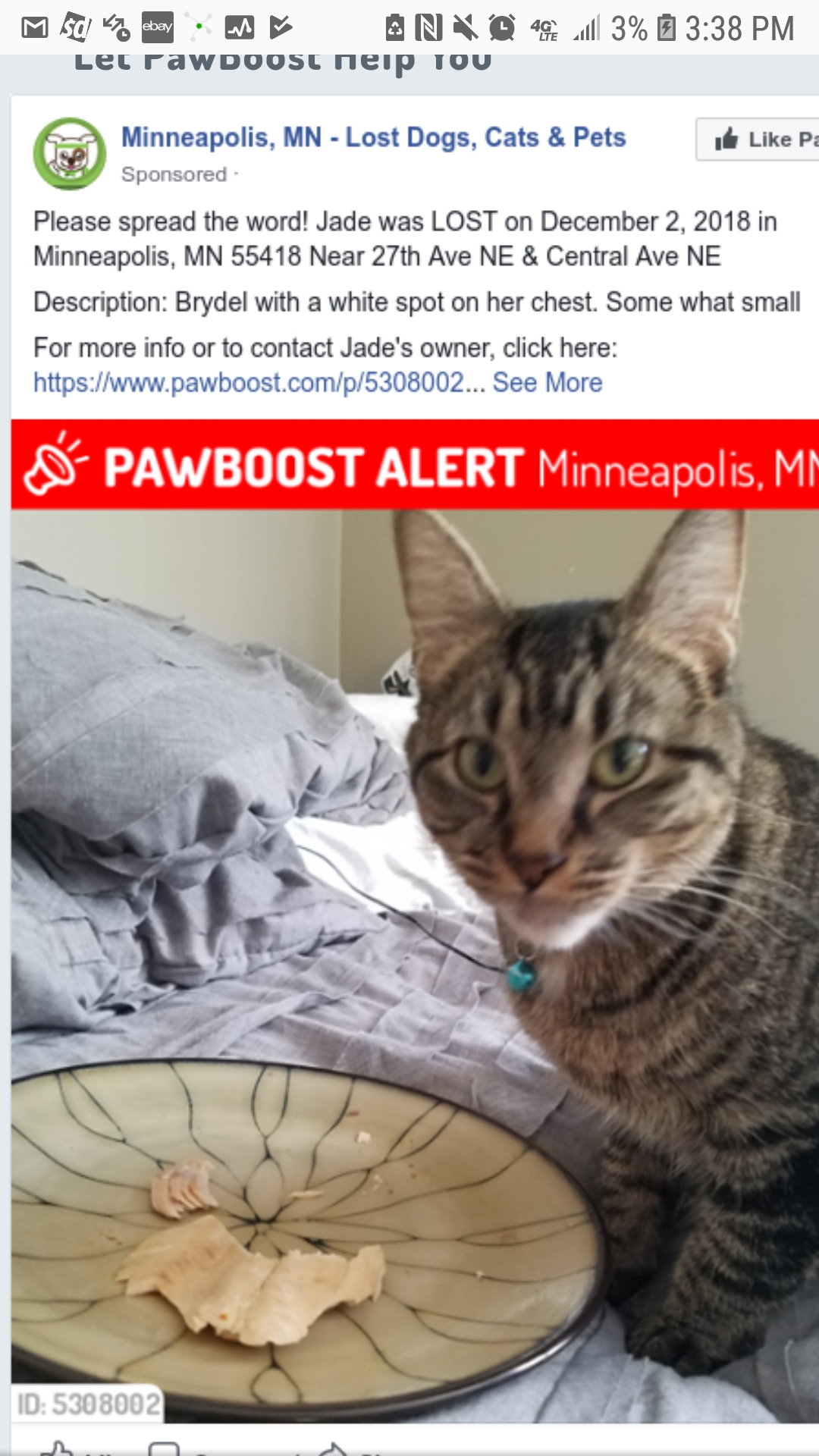 Image of Jade, Lost Cat