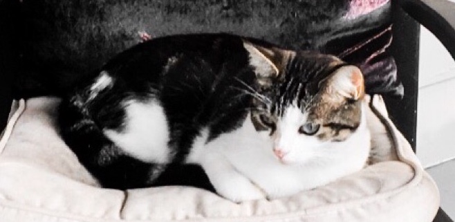 Image of Hollie, Lost Cat