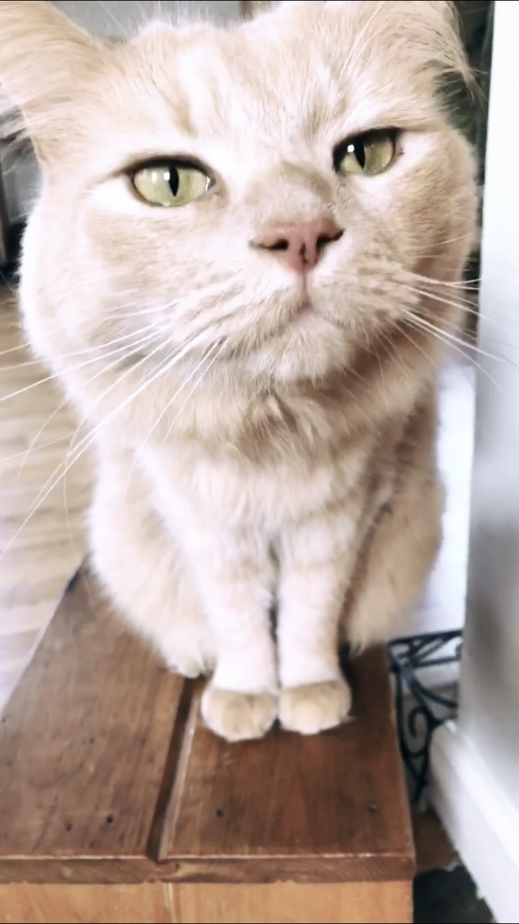 Image of Juju, Lost Cat