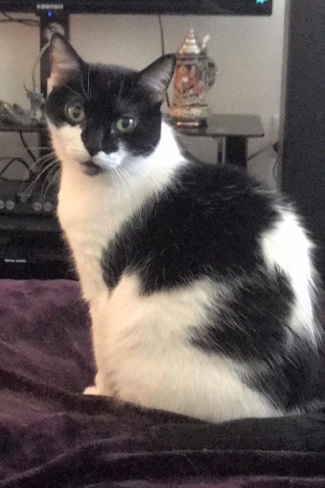 Image of Ally, Lost Cat