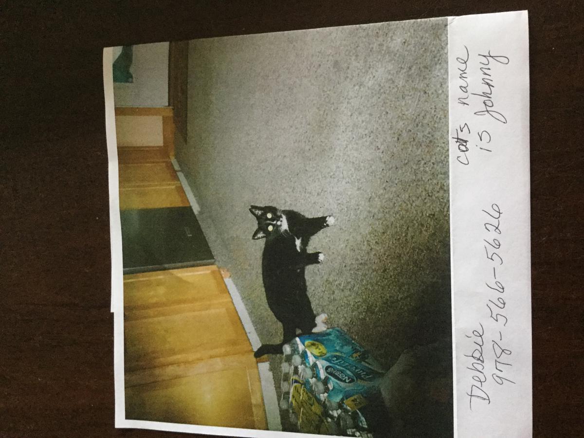 Image of Johnny, Lost Cat