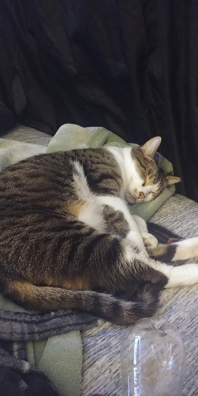 lost cat kitty pet hanover nibbles