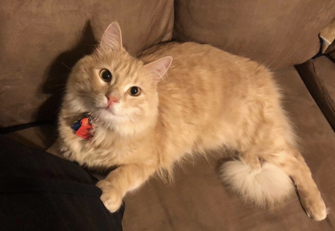 Lost Cat Unknown in LUBBOCK, TX - Lost My Kitty