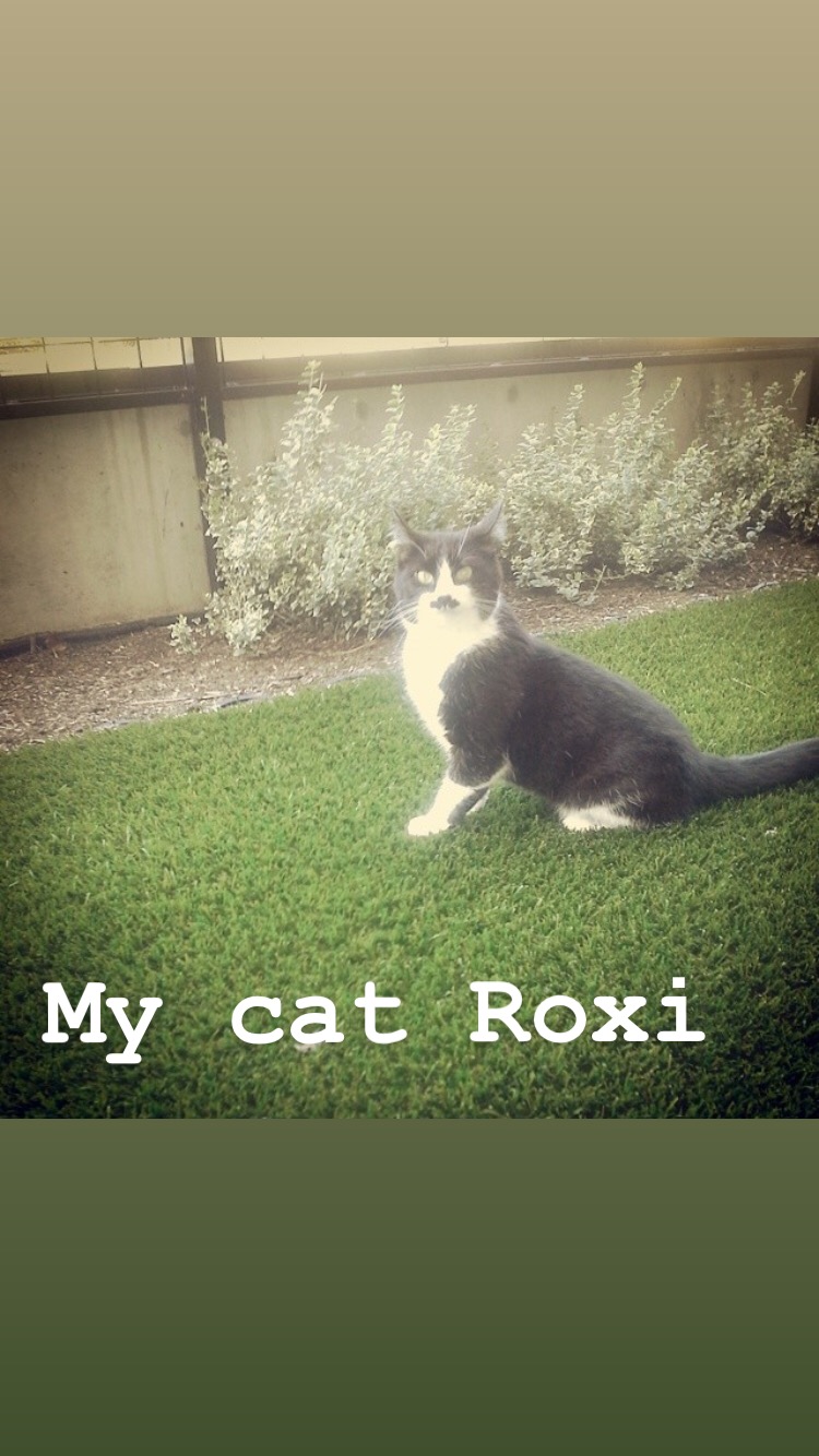 Image of Roxi, Lost Cat