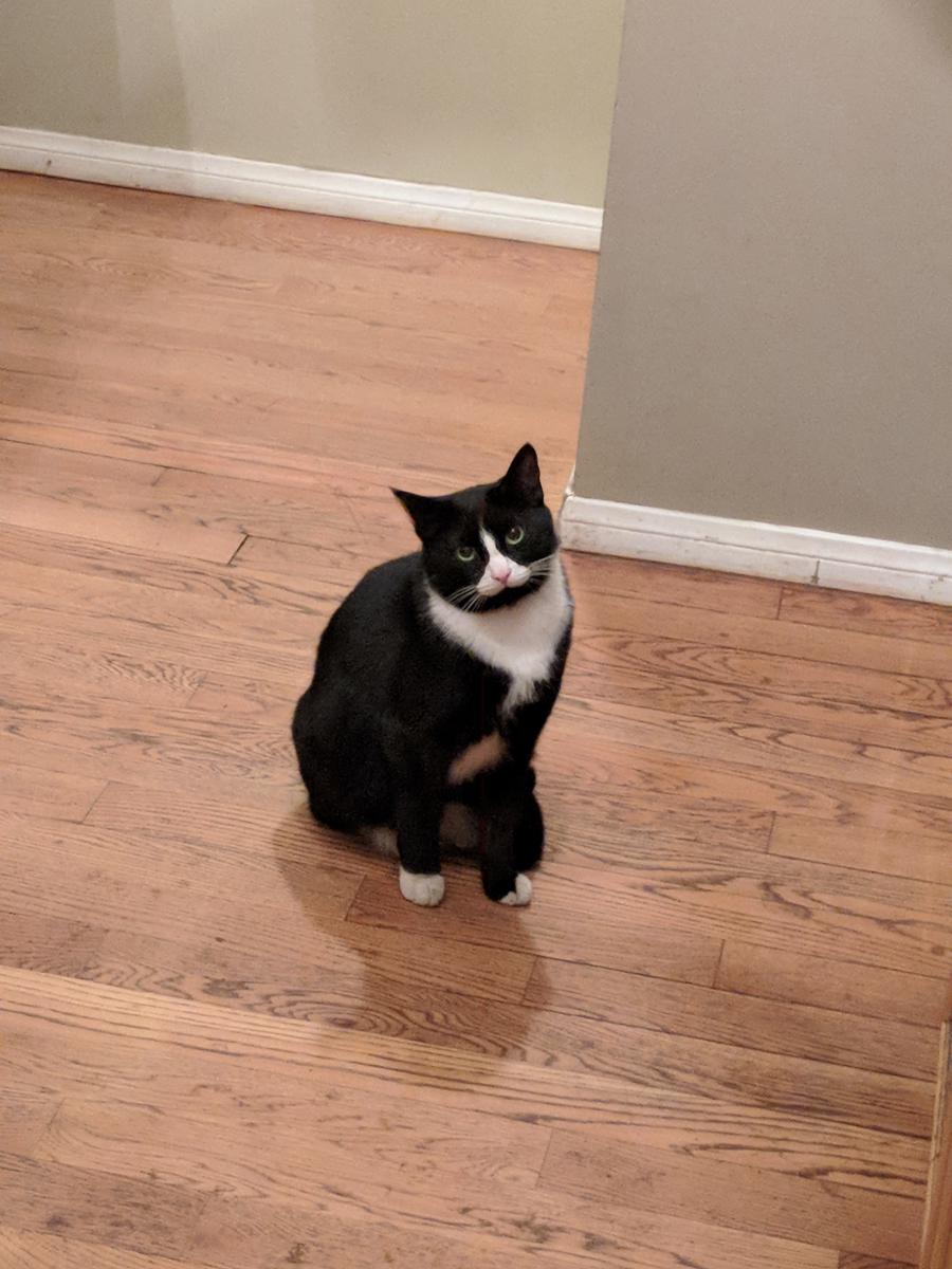 Image of Fuggles, Lost Cat