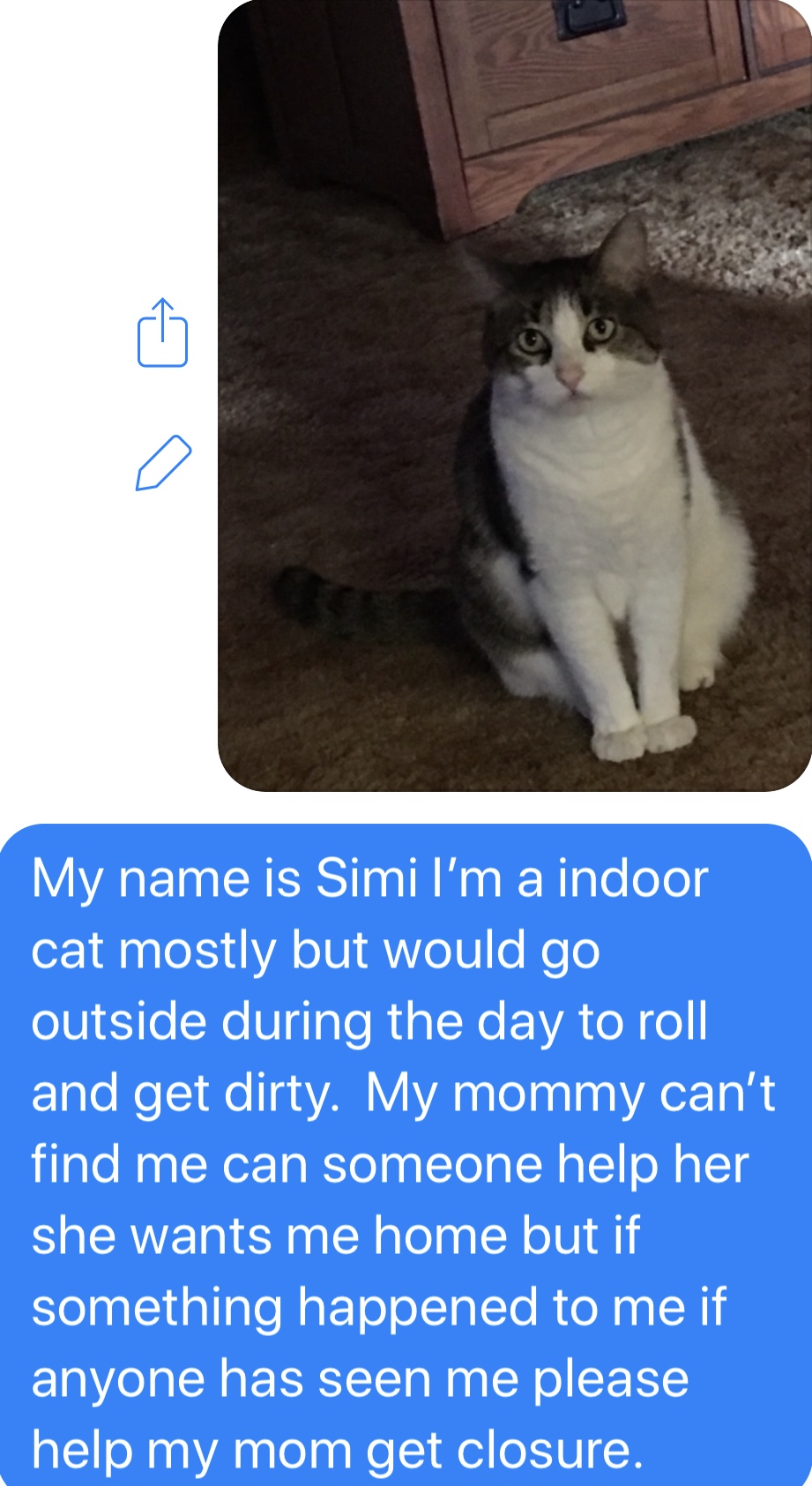 Image of Simi, Lost Cat