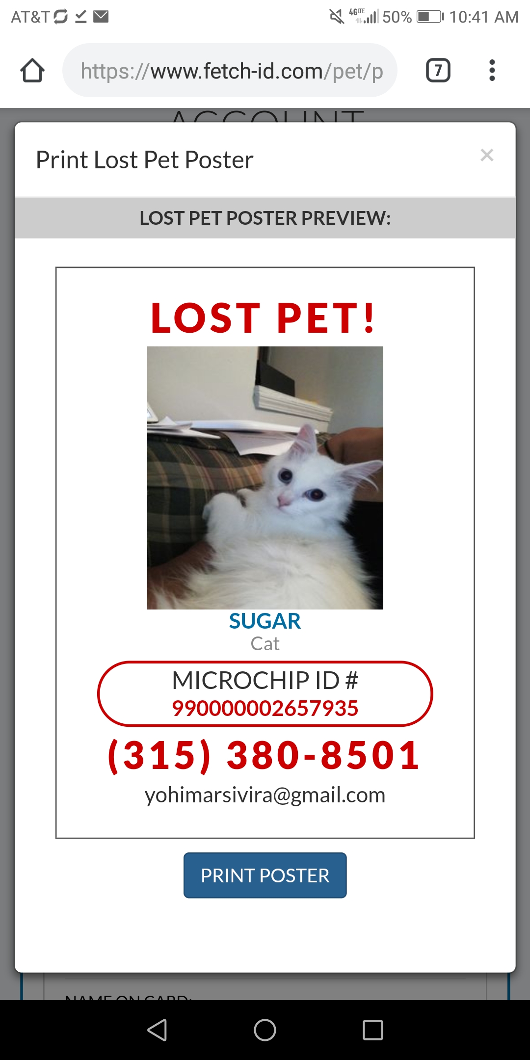 Image of Sugar, Lost Cat